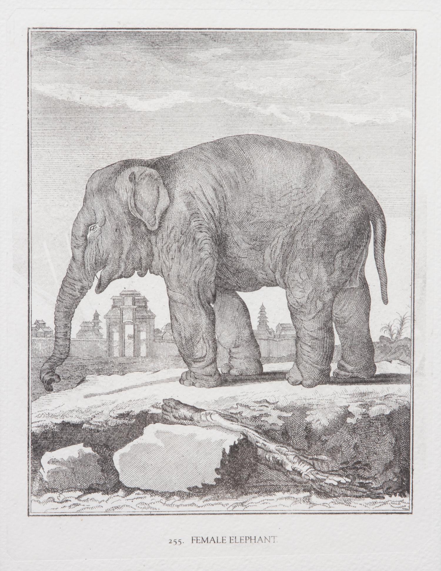 A Collection of Twenty Framed Black & White Animal Prints Framed size 21 3/4 x 19 1/2 inches. — 20TH CENTURY