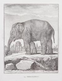 A Collection of Twenty Framed Black & White Animal Prints Framed size 21 3/4 x 19 1/2 inches. — 20TH CENTURY