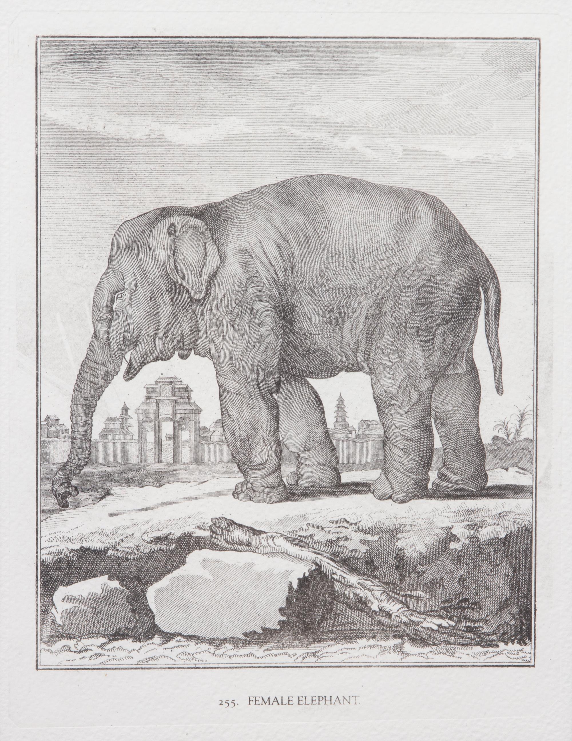 A Collection of Twenty Framed Black & White Animal Prints Framed size 21 3/4 x 19 1/2 inches. — 20TH CENTURY