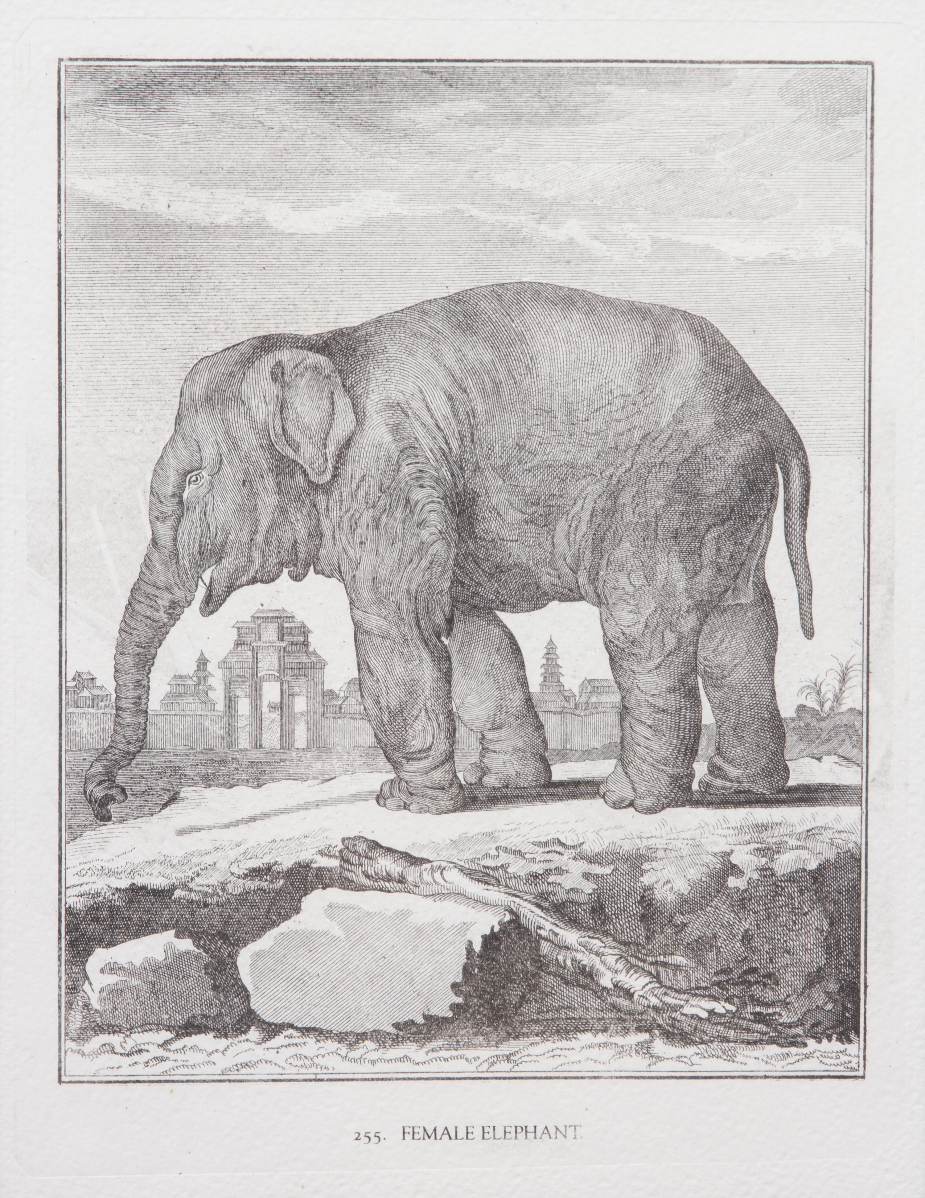 A Collection of Twenty Framed Black & White Animal Prints Framed size 21 3/4 x 19 1/2 inches. — 20TH CENTURY