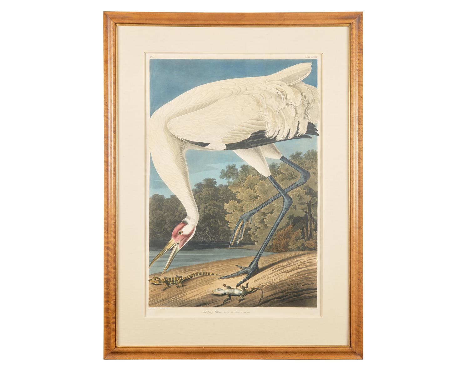 [Prints] Audubon, J(ohn). J(ames). Hooping Crane