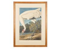 [Prints] Audubon, J(ohn). J(ames). Hooping Crane