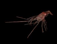 A Japanese Copper Articulated Model of a Crayfish