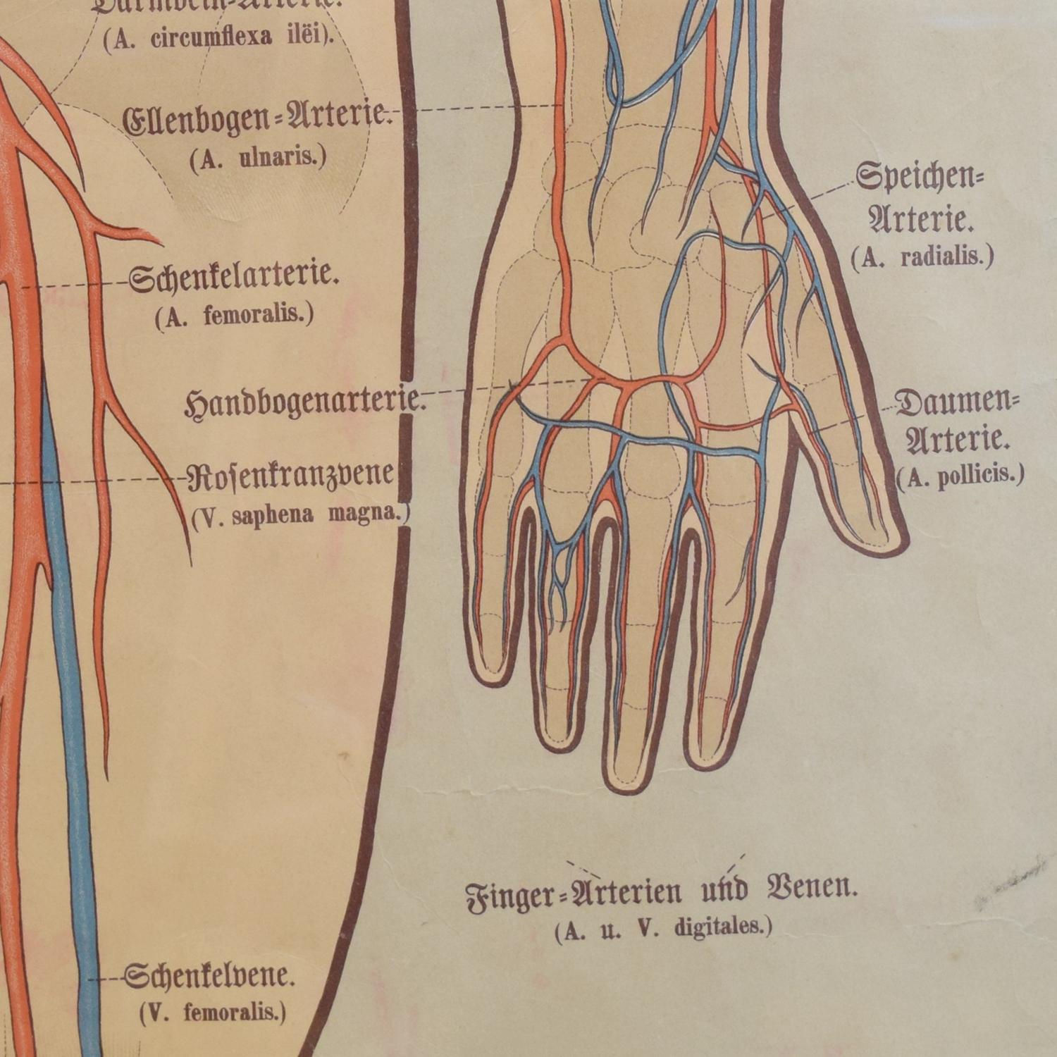 A Circulatory System Chart 22.5" W x .5" D x 63" H — Germany, 19th Century