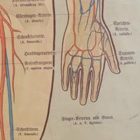 A Circulatory System Chart 22.5" W x .5" D x 63" H — Germany, 19th Century