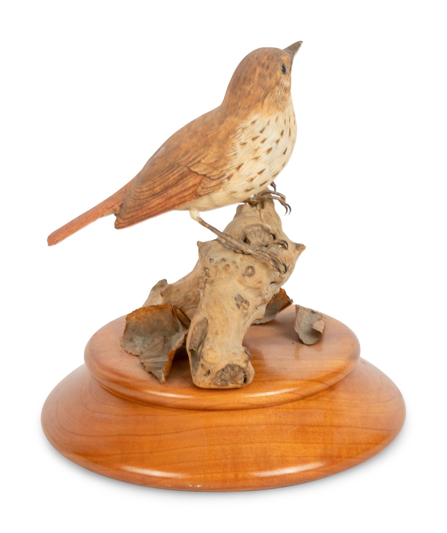 Hermit Thrush