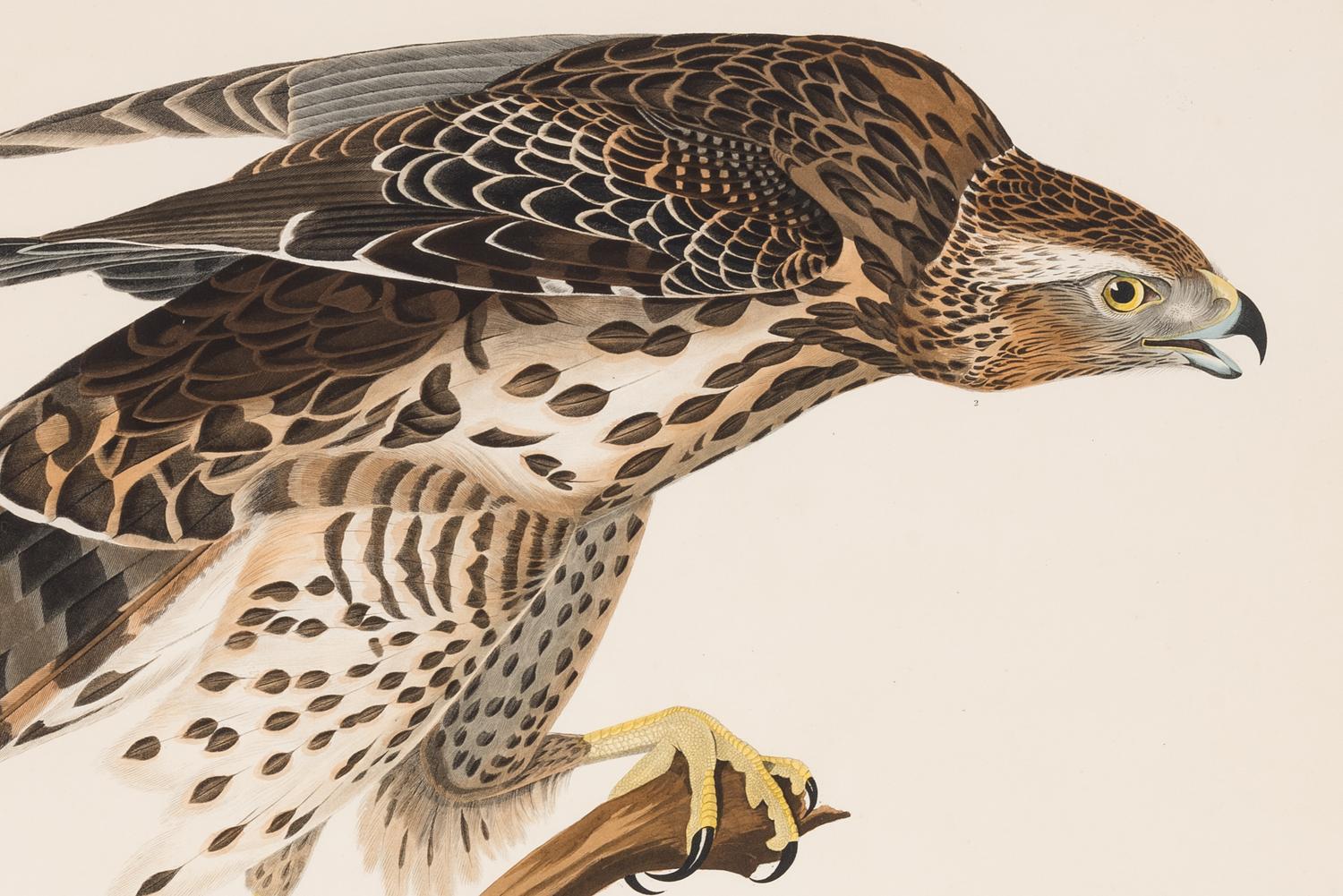 AUDUBON, John James (1785-1851)