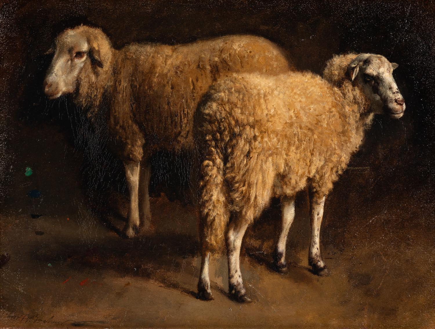 Study of Two Sheep
