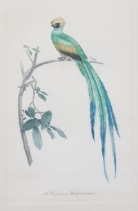 A Pair of Ornithological Color Prints After Edouard Travies Framed 14 1/4 x 9 1/4 inches. — 19TH/20TH CENTURY