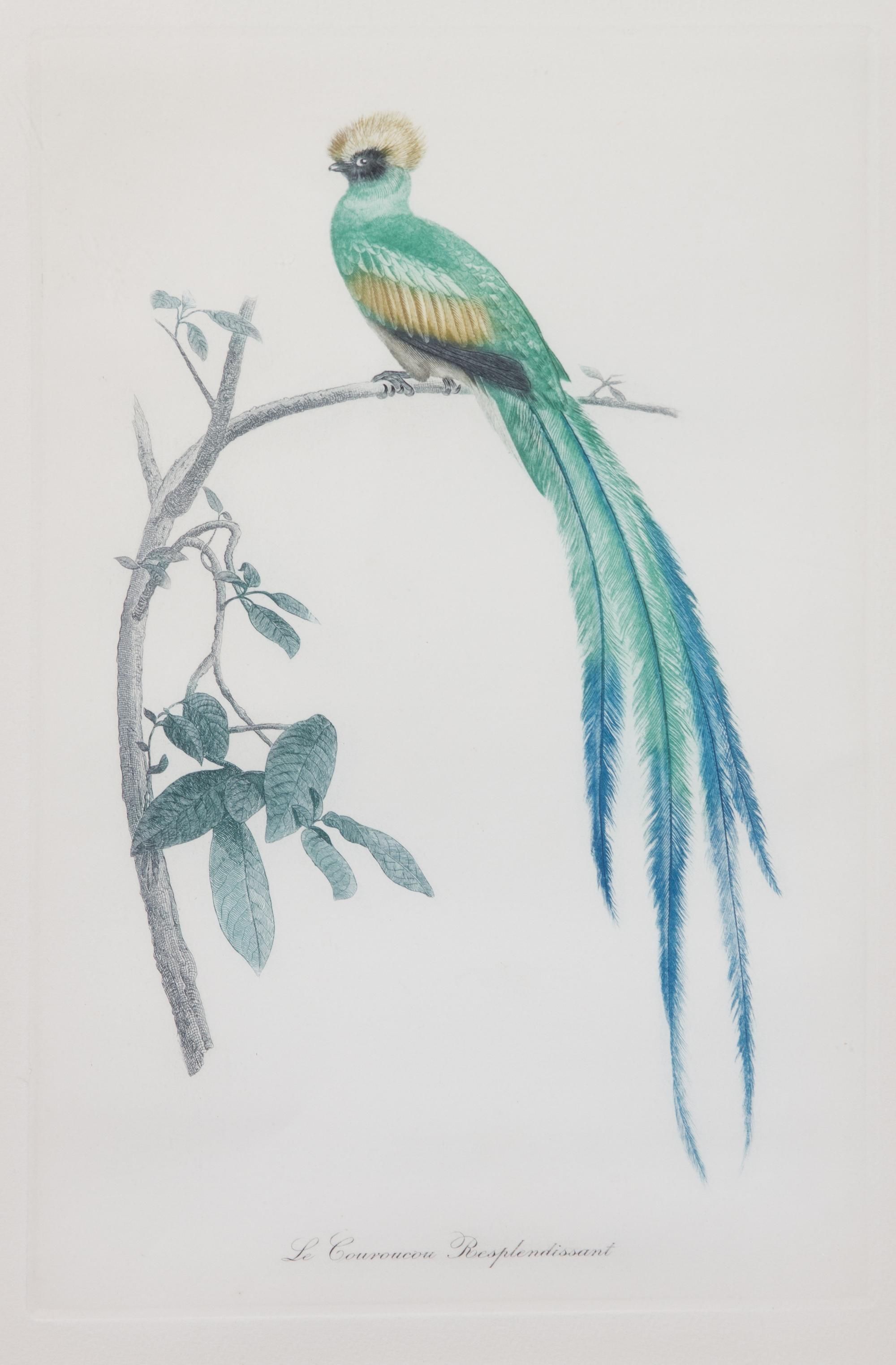 A Pair of Ornithological Color Prints After Edouard Travies Framed 14 1/4 x 9 1/4 inches. — 19TH/20TH CENTURY