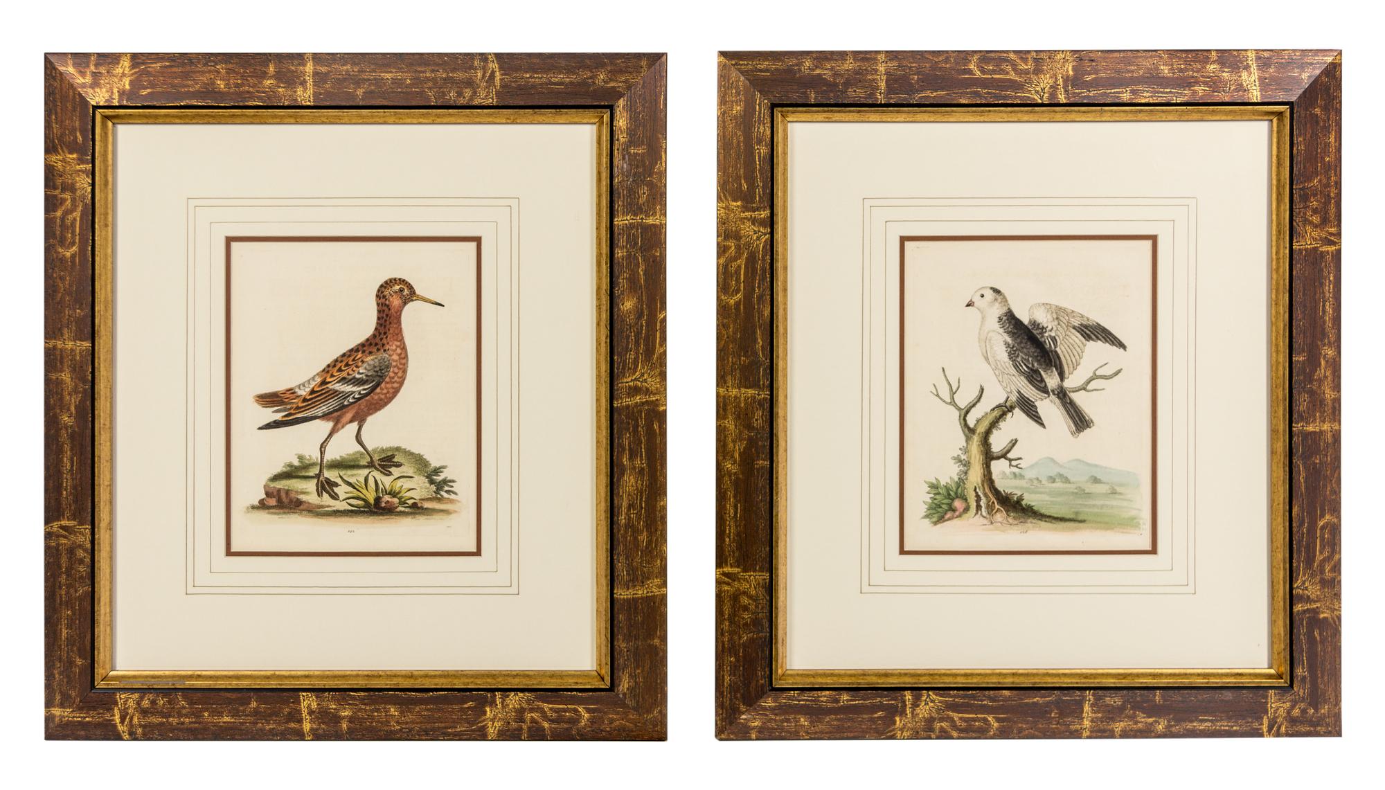 Two Ornithological Prints 9 3/4 x 7 3/4 inches (visible).
