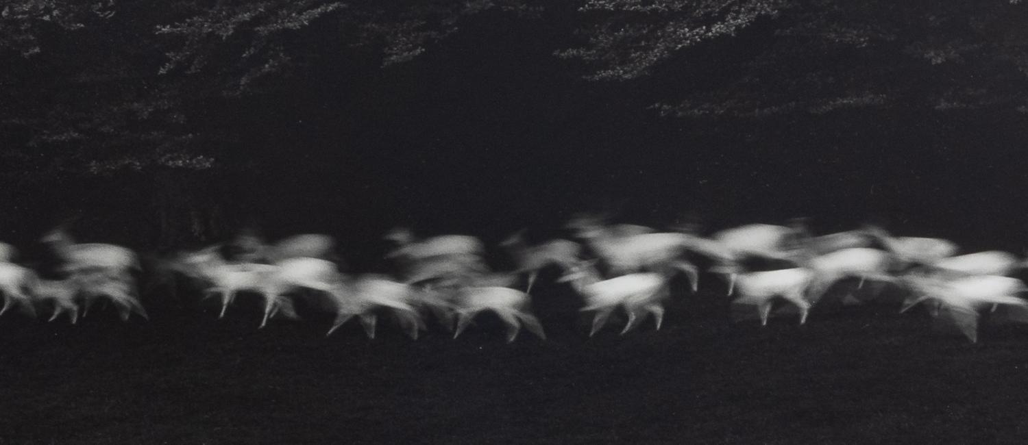 Paul Caponigro (born 1932) Running White Deer, County Wicklow, Ireland, 1967