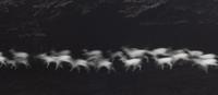 Paul Caponigro (born 1932) Running White Deer, County Wicklow, Ireland, 1967