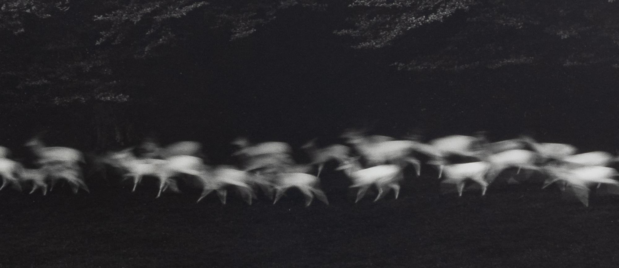 Paul Caponigro (born 1932) Running White Deer, County Wicklow, Ireland, 1967