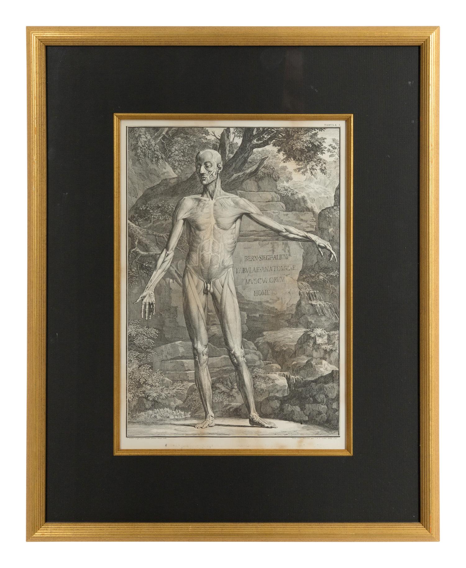 Tabulae sceleti et musculorum corporis humani (three works)
