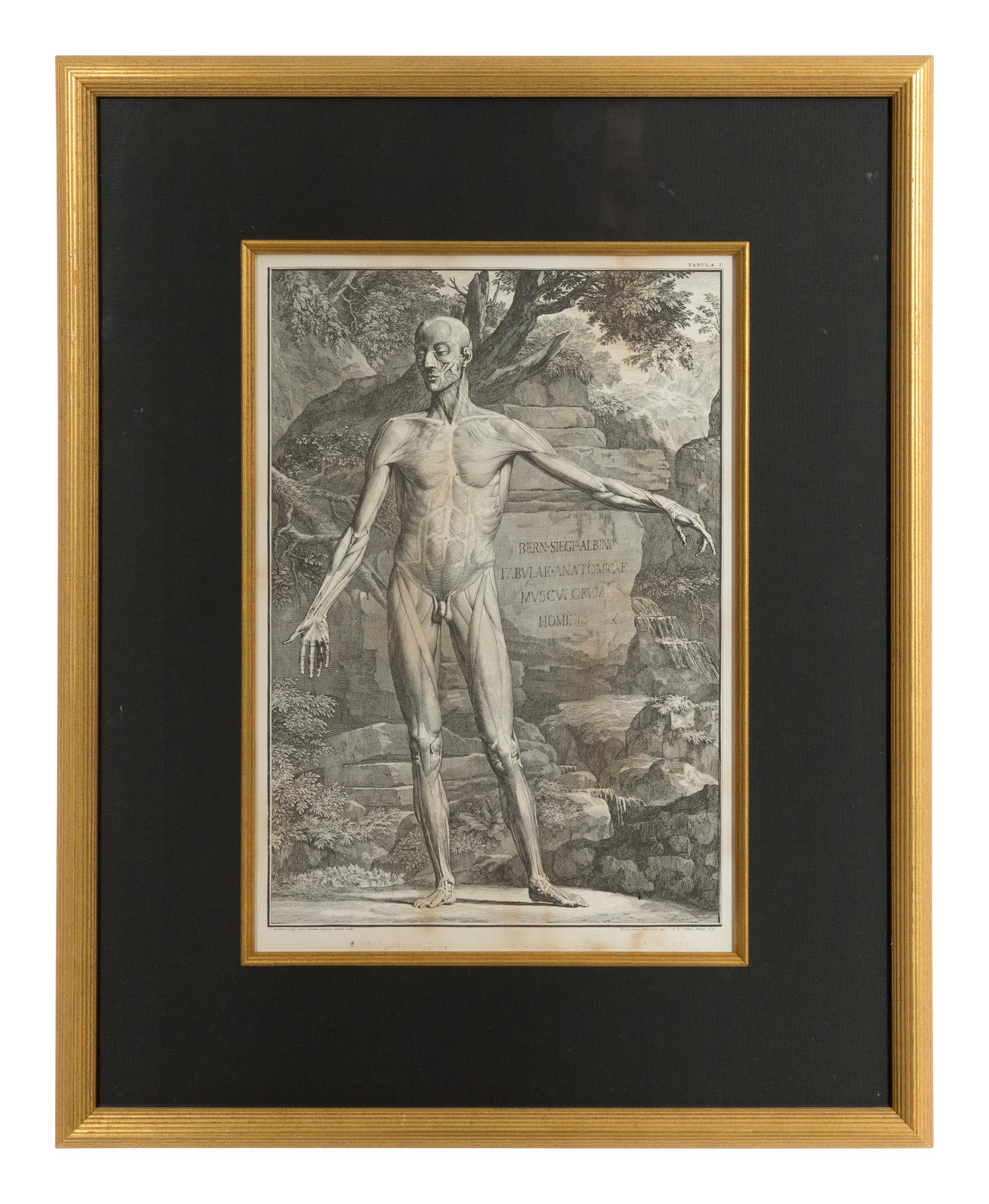 Tabulae sceleti et musculorum corporis humani (three works)