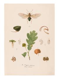 [MANUSCRIPT]. KOLLAR, Vincenz (1797-1860). "Abbildung und Beschreibung schädlicher Insecten. Ms. mit aquarellierten Handzeichnungen." [Vienna, ca 1839-1847].