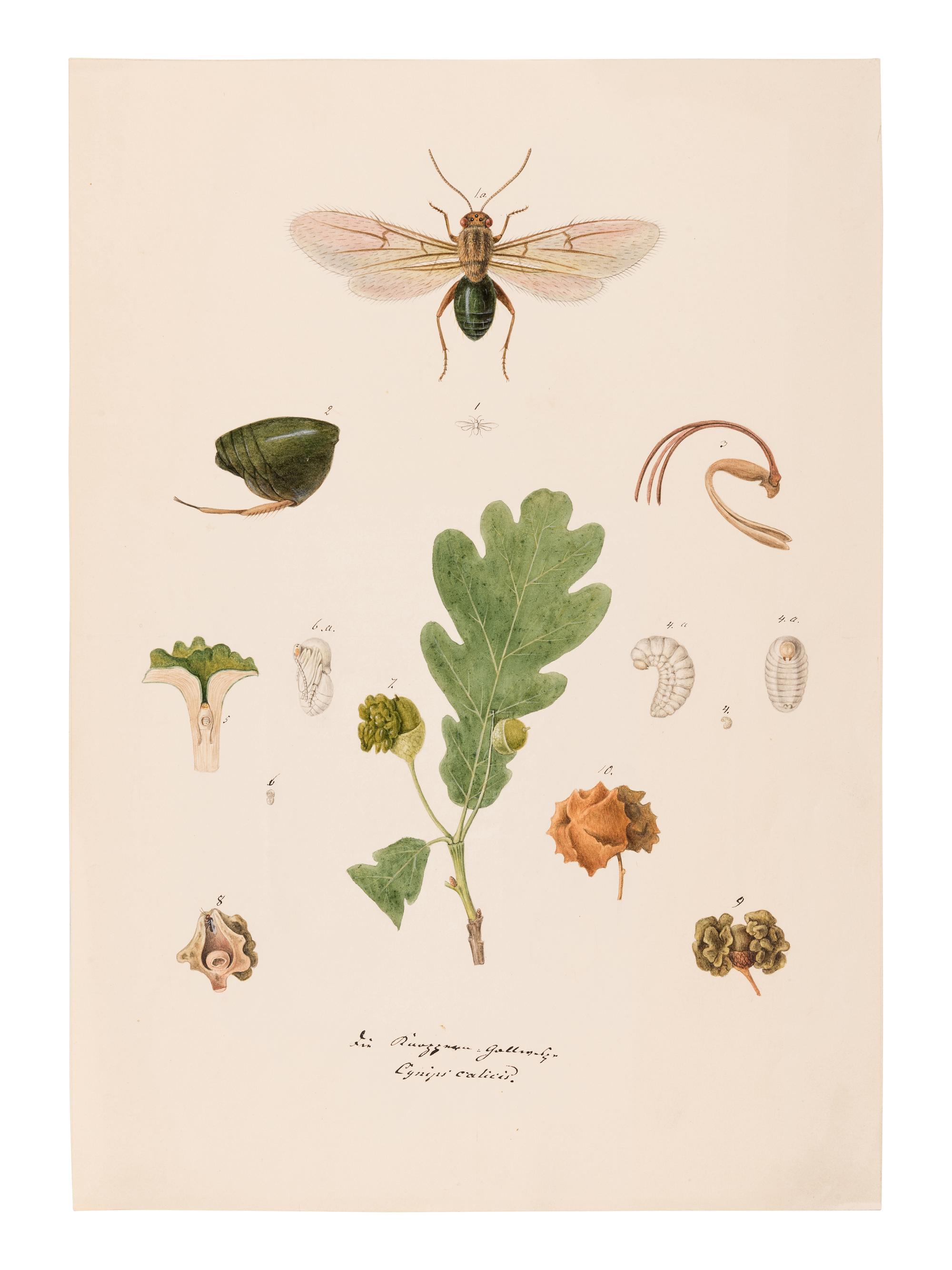 [MANUSCRIPT]. KOLLAR, Vincenz (1797-1860). "Abbildung und Beschreibung schädlicher Insecten. Ms. mit aquarellierten Handzeichnungen." [Vienna, ca 1839-1847].