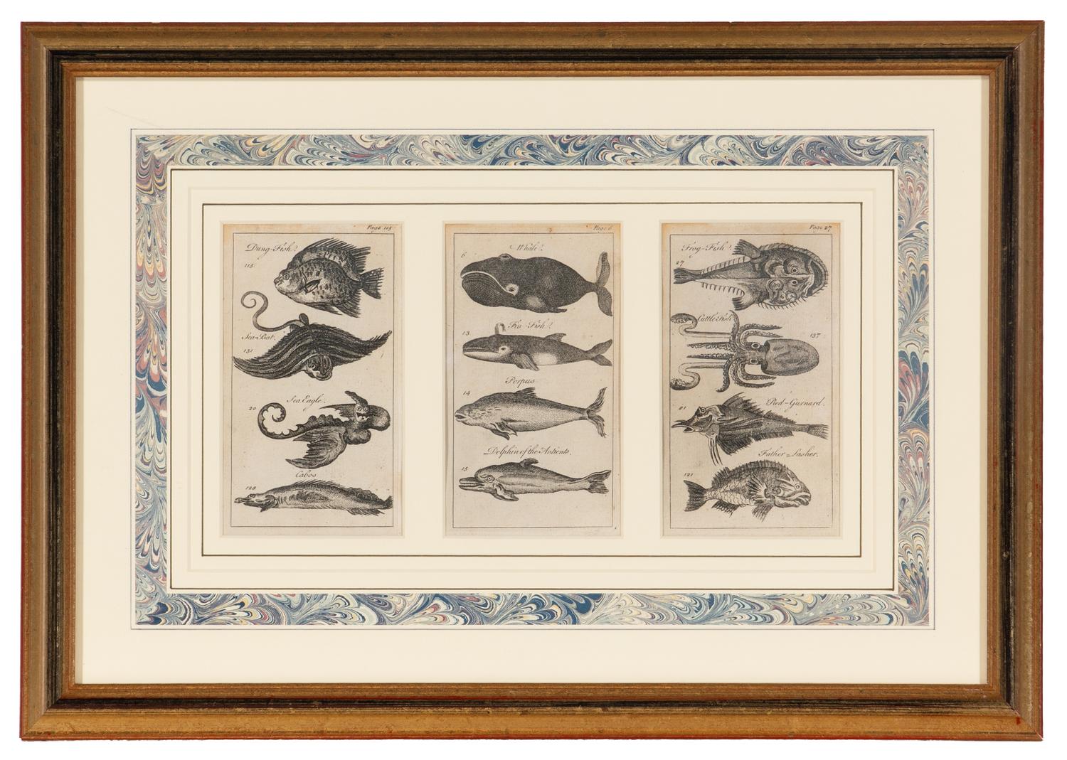 A Set of Seven Framed Groups of Ichthyological Engravings
