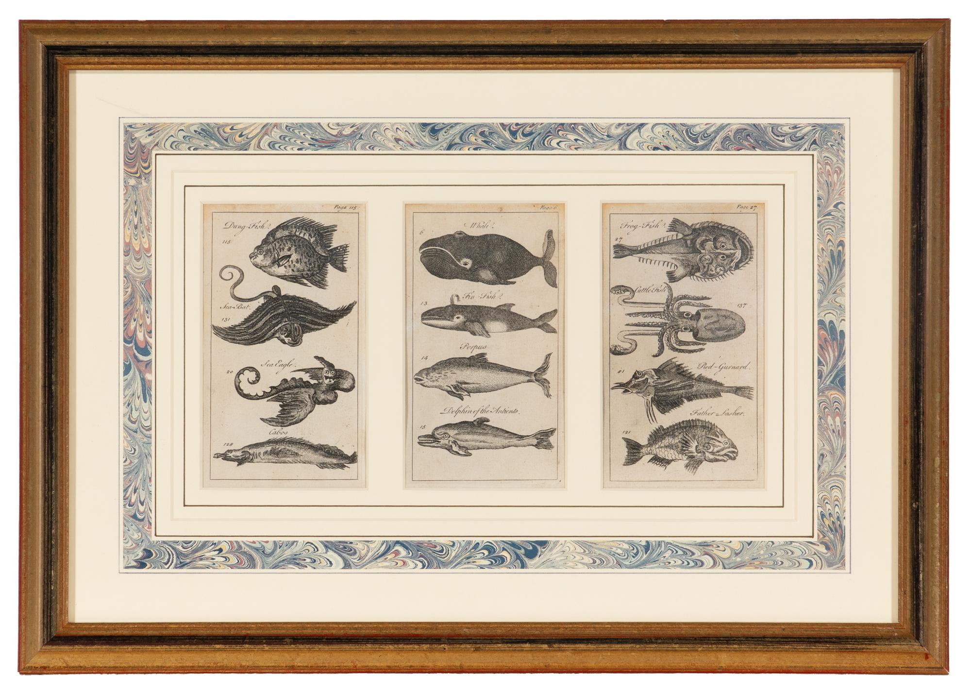 A Set of Seven Framed Groups of Ichthyological Engravings
