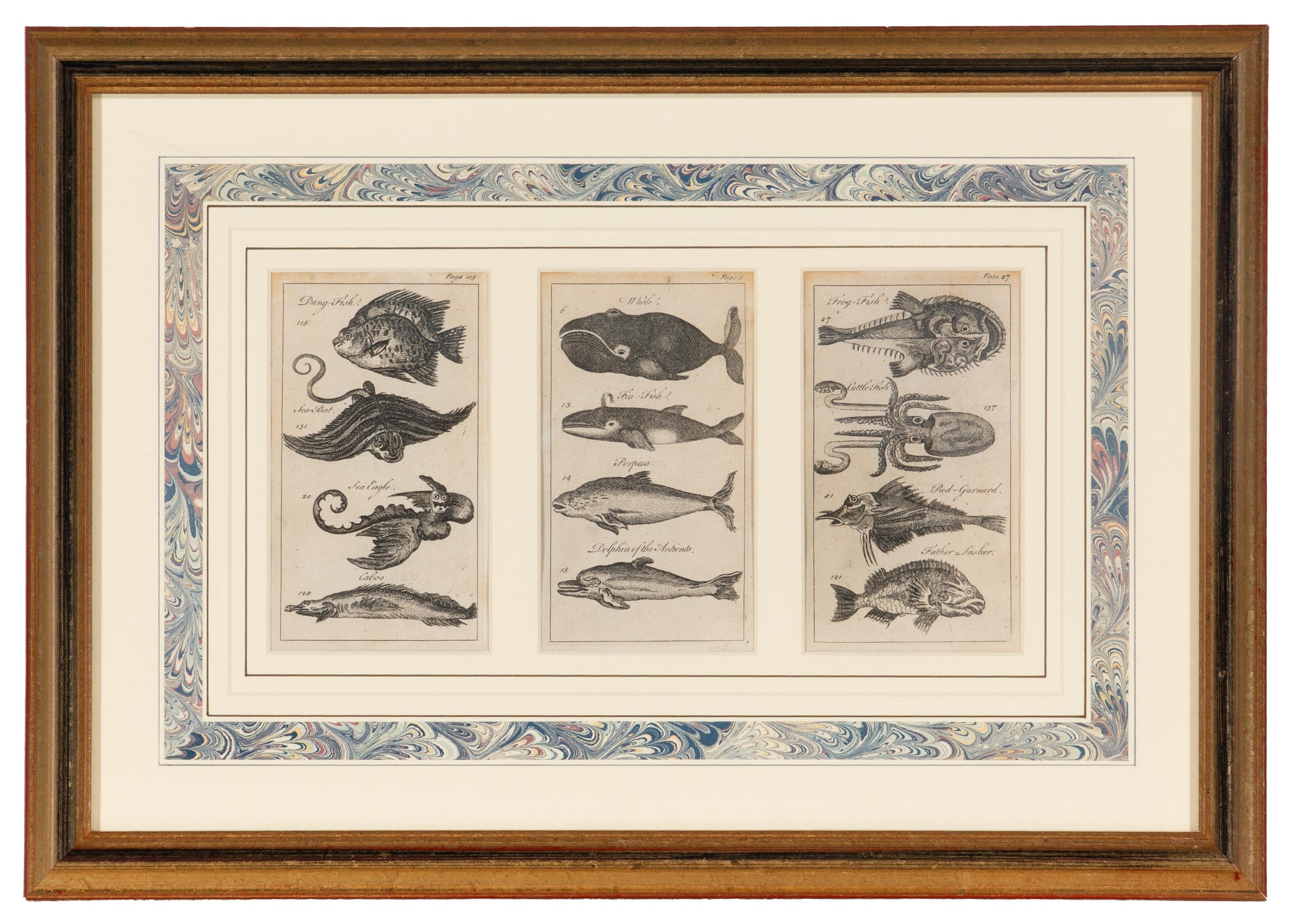 A Set of Seven Framed Groups of Ichthyological Engravings