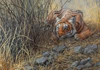 Tiger in the Grass
