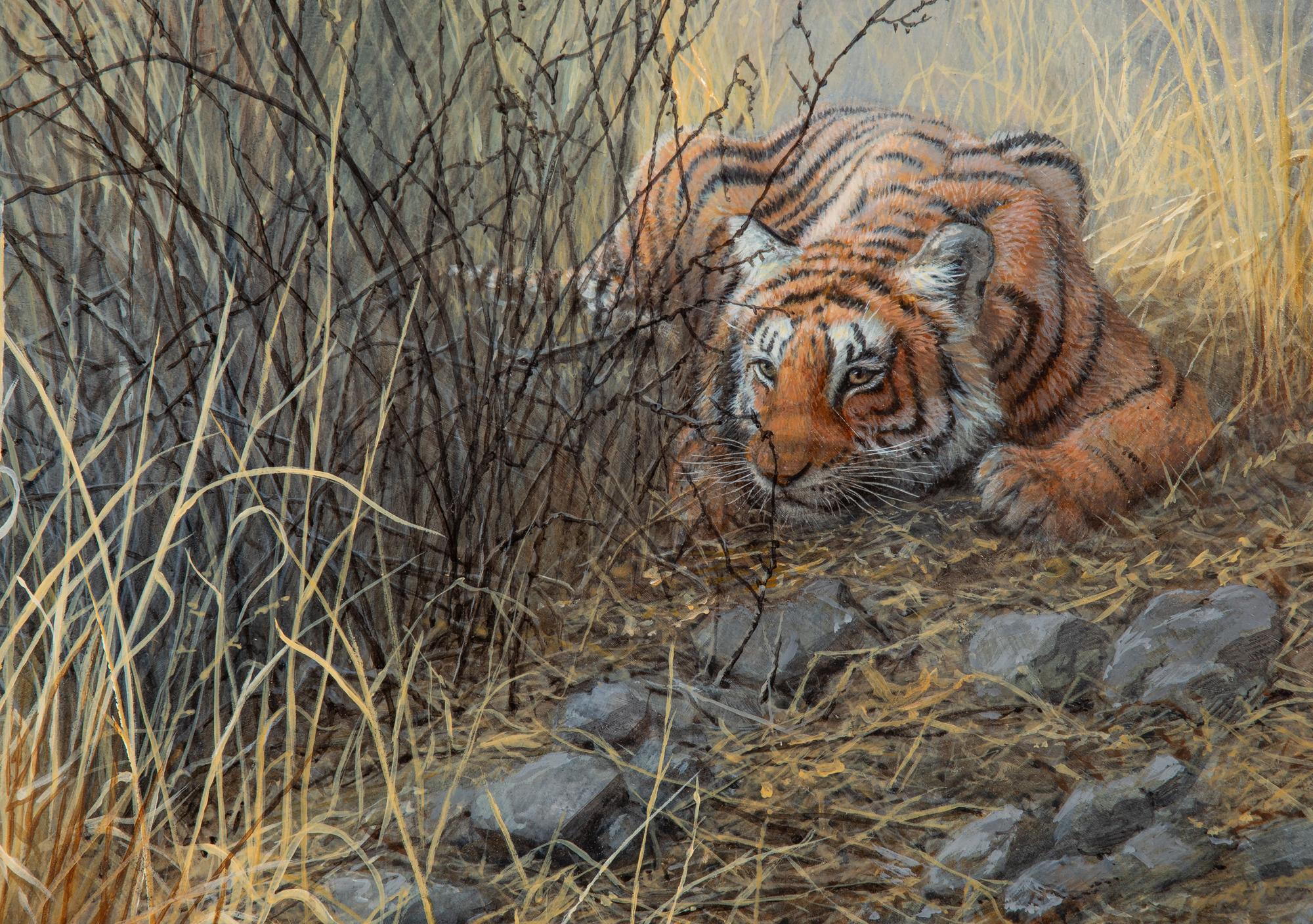 Tiger in the Grass