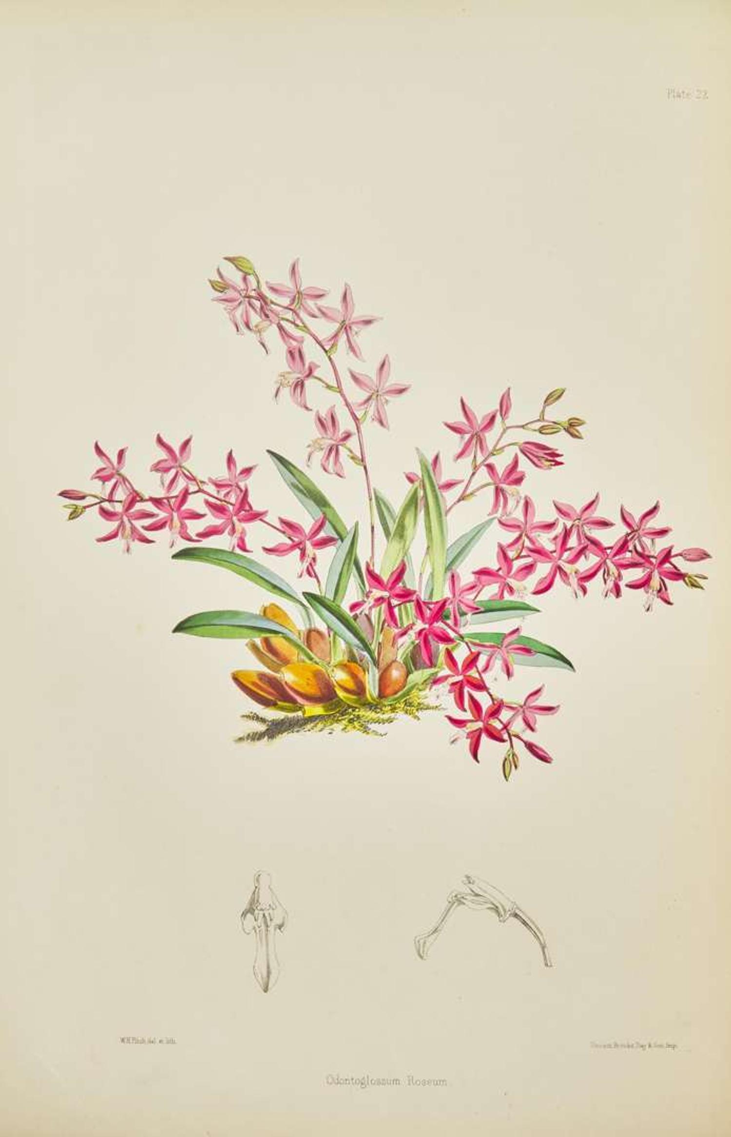 [Color-Plate Books] Bateman, James: A Monograph of the Odontoglossum