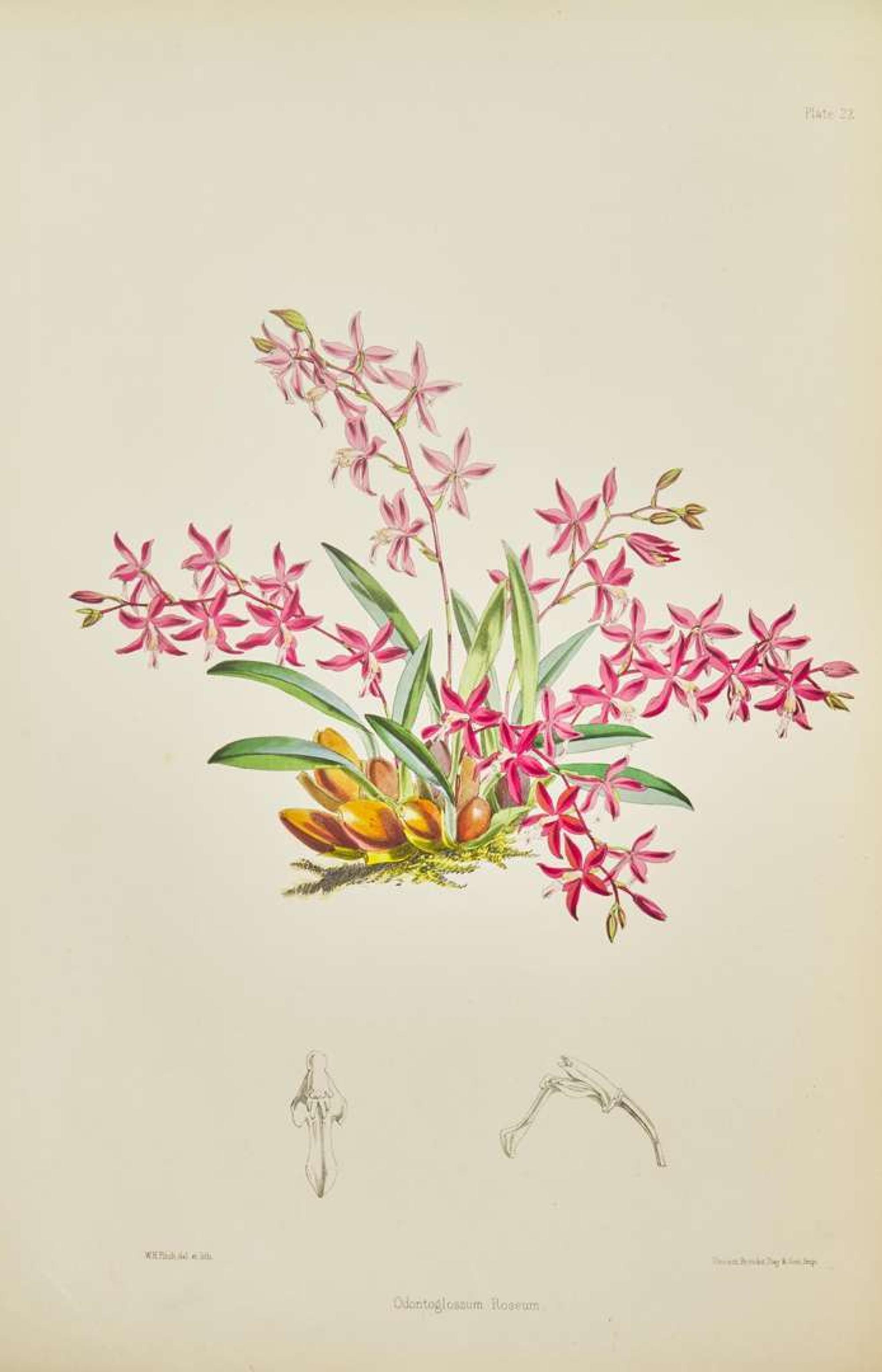 [Color-Plate Books] Bateman, James: A Monograph of the Odontoglossum