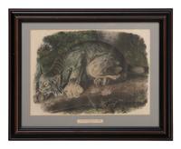 After John James Audubon (1785-1851)