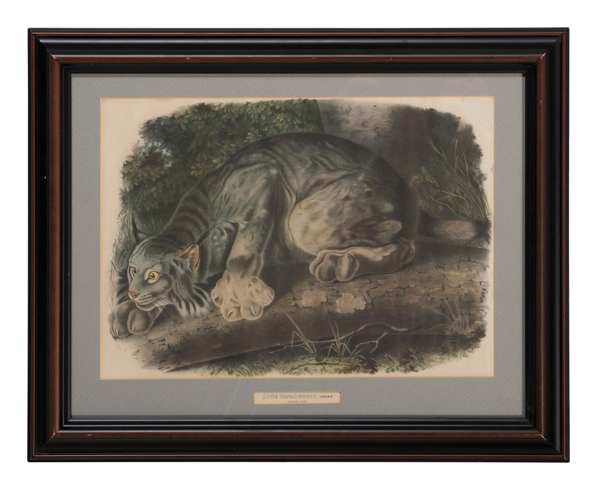 After John James Audubon (1785-1851)
