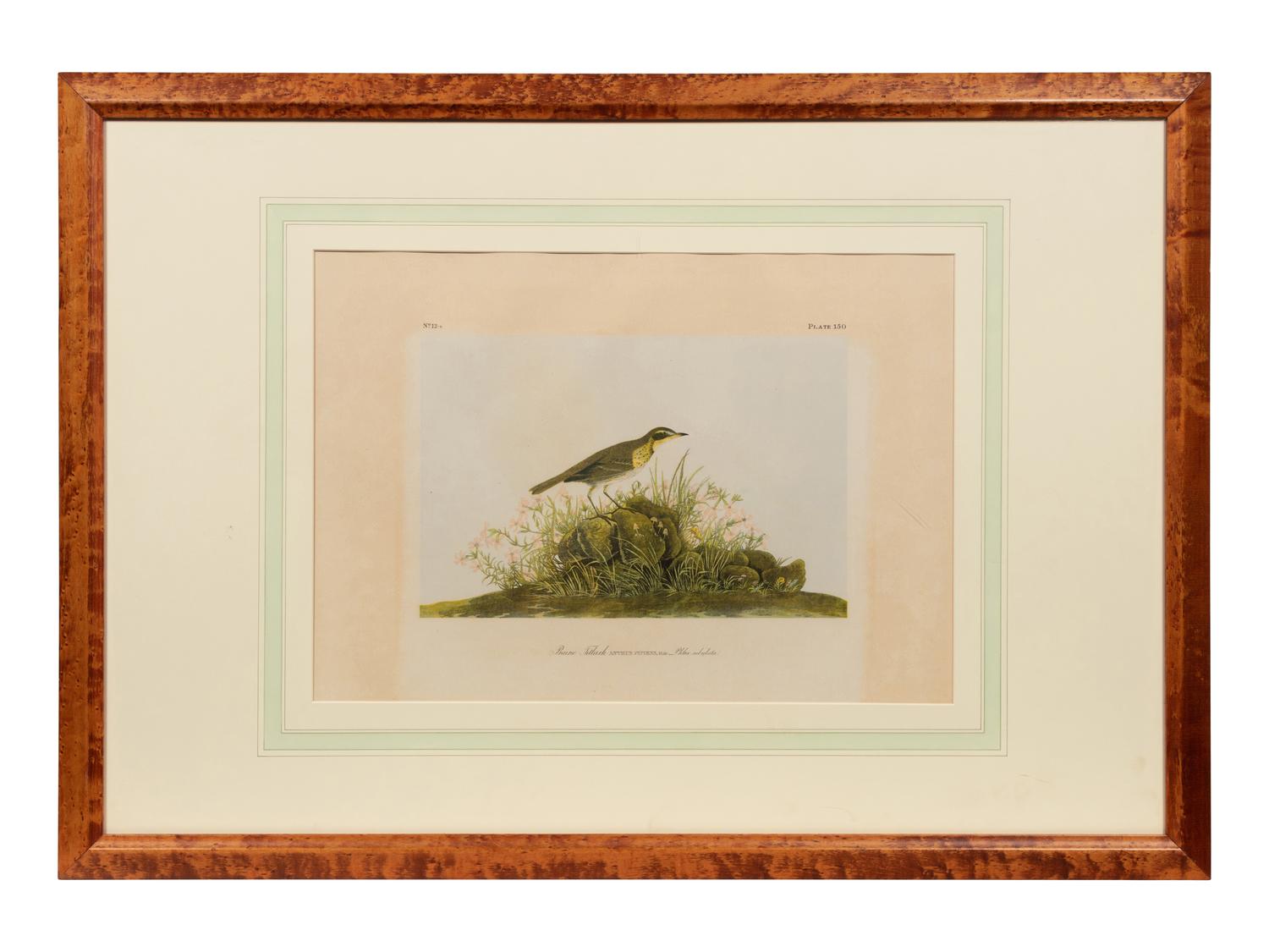 After John James Audubon (American, 1785-1851)