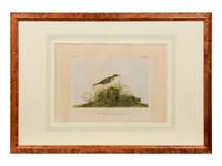 After John James Audubon (American, 1785-1851)