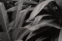Bronx Botanical Garden (NY158), New York