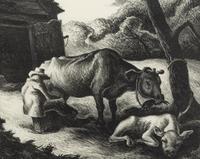 White Calf
