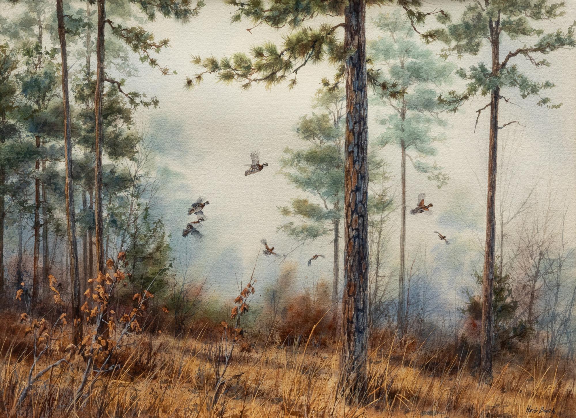 Quail in Pine Forest