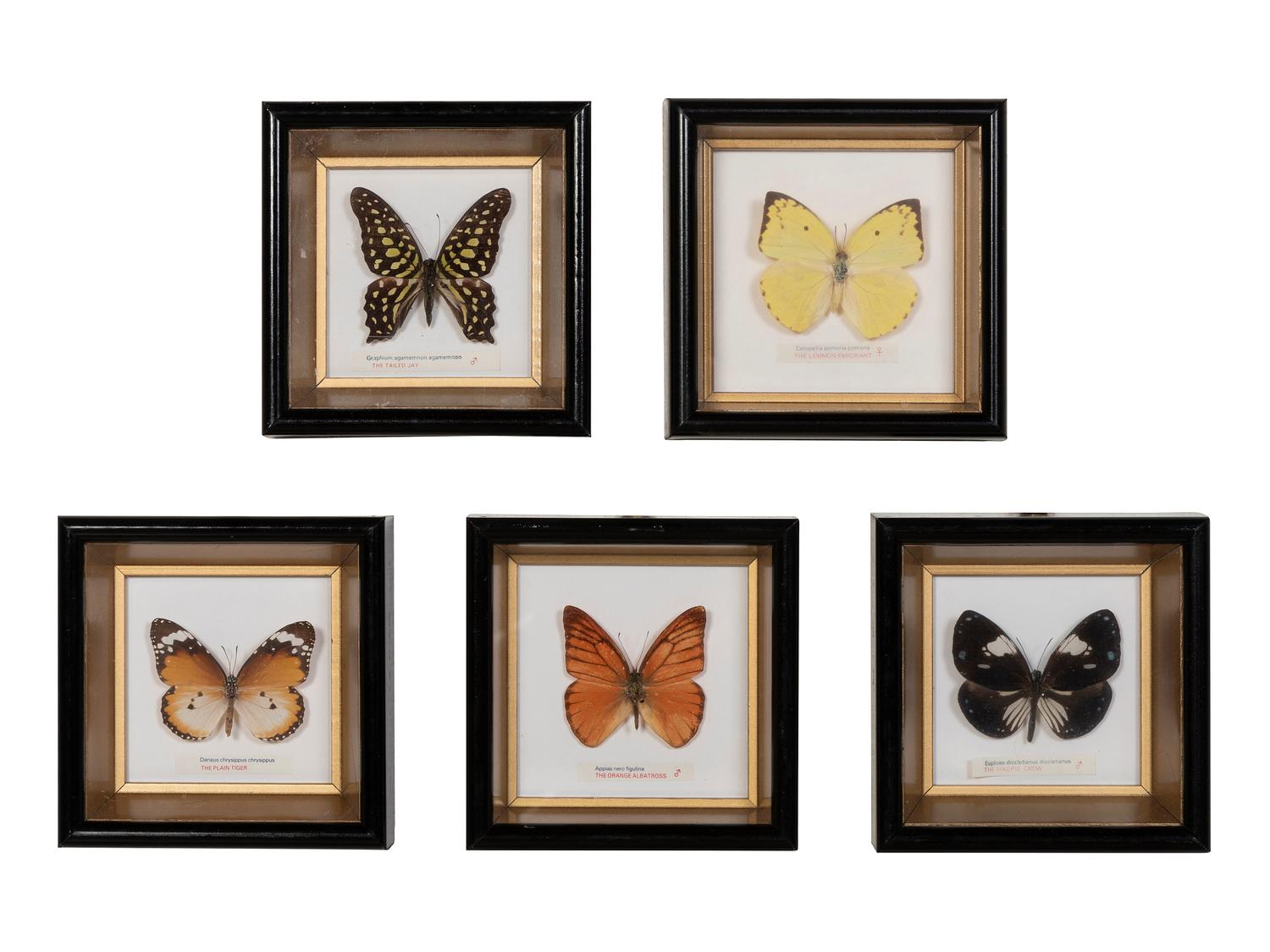 Thirty-One Framed Lepidopterological Specimens