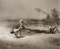 A group of six photographs from the Natural History series