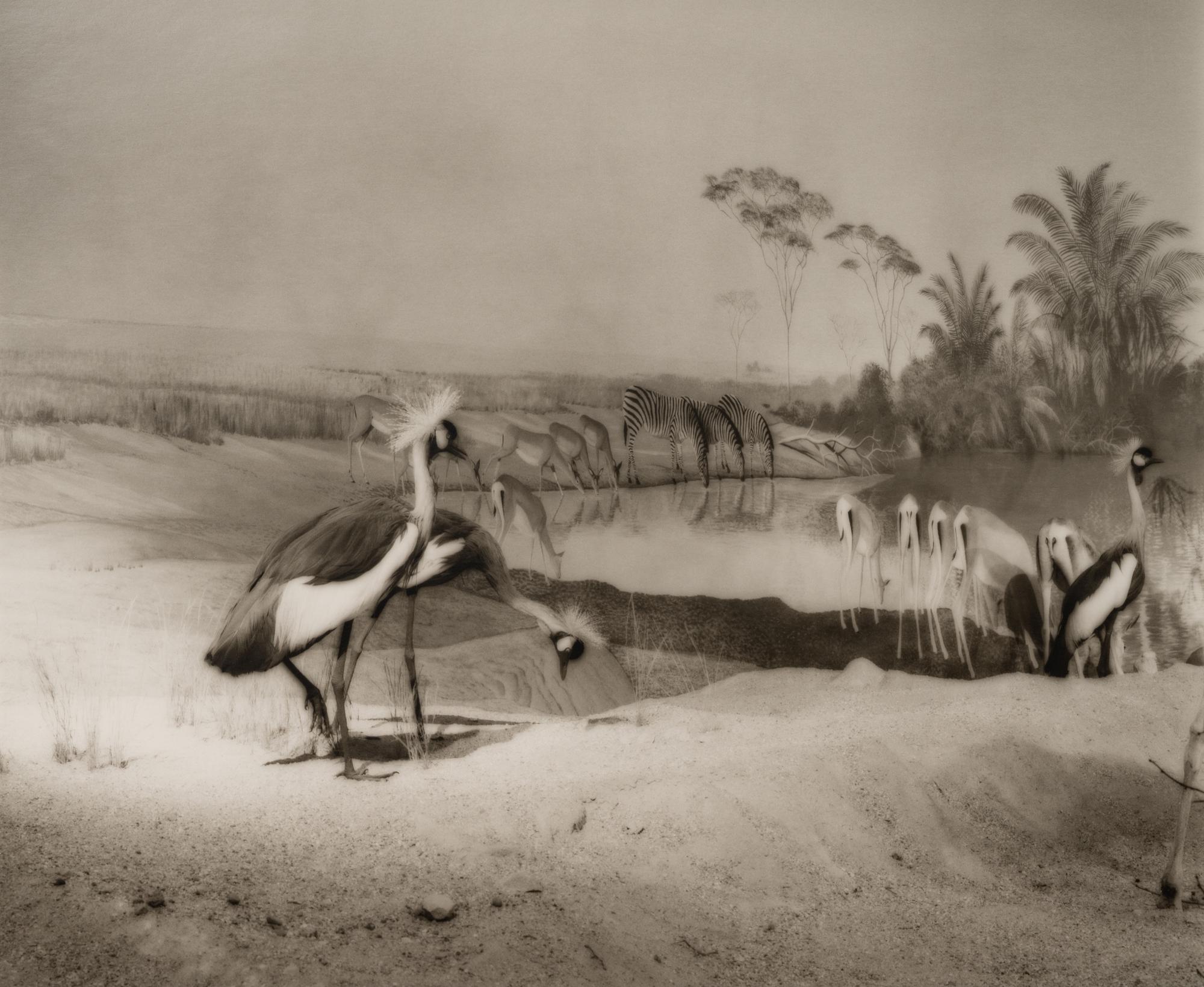 A group of six photographs from the Natural History series