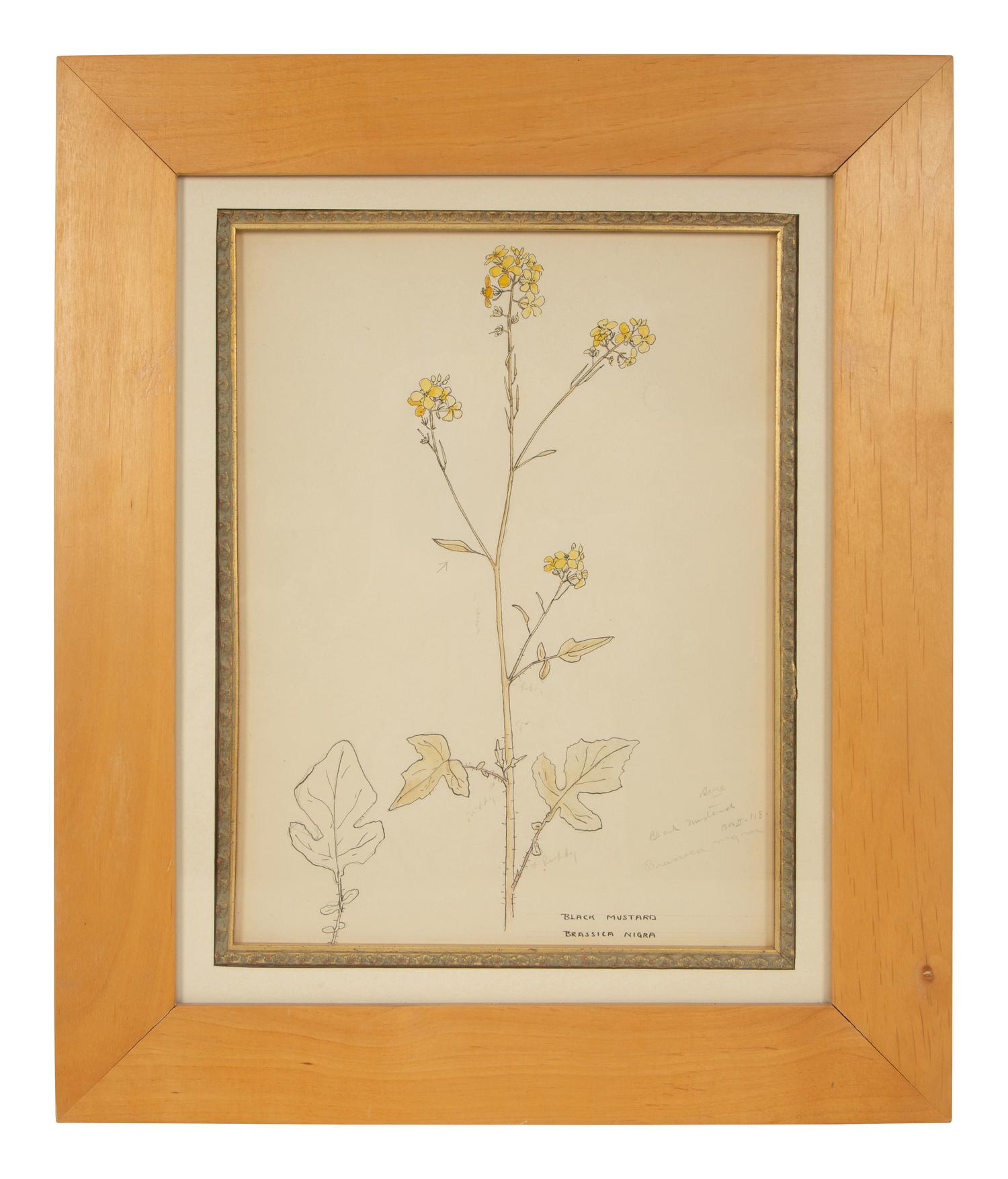 Eighteen Botanical Watercolors