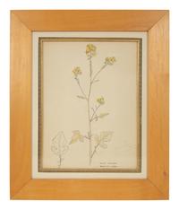 Eighteen Botanical Watercolors