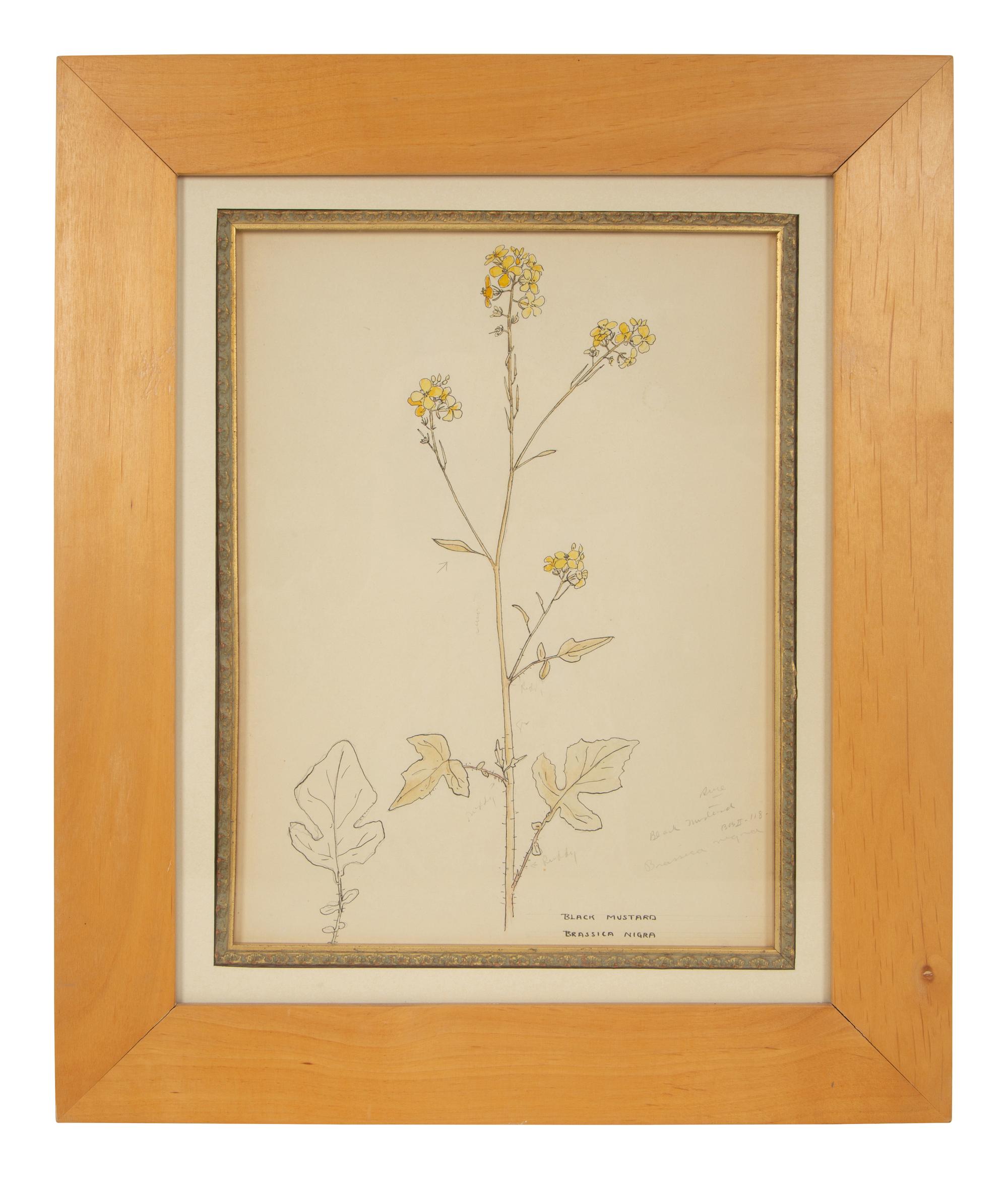 Eighteen Botanical Watercolors