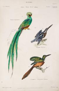 RICHARDSON, SIR JOHN. The Museum of Natural History. Glasgow, 1870. 2 vols. Color plates.