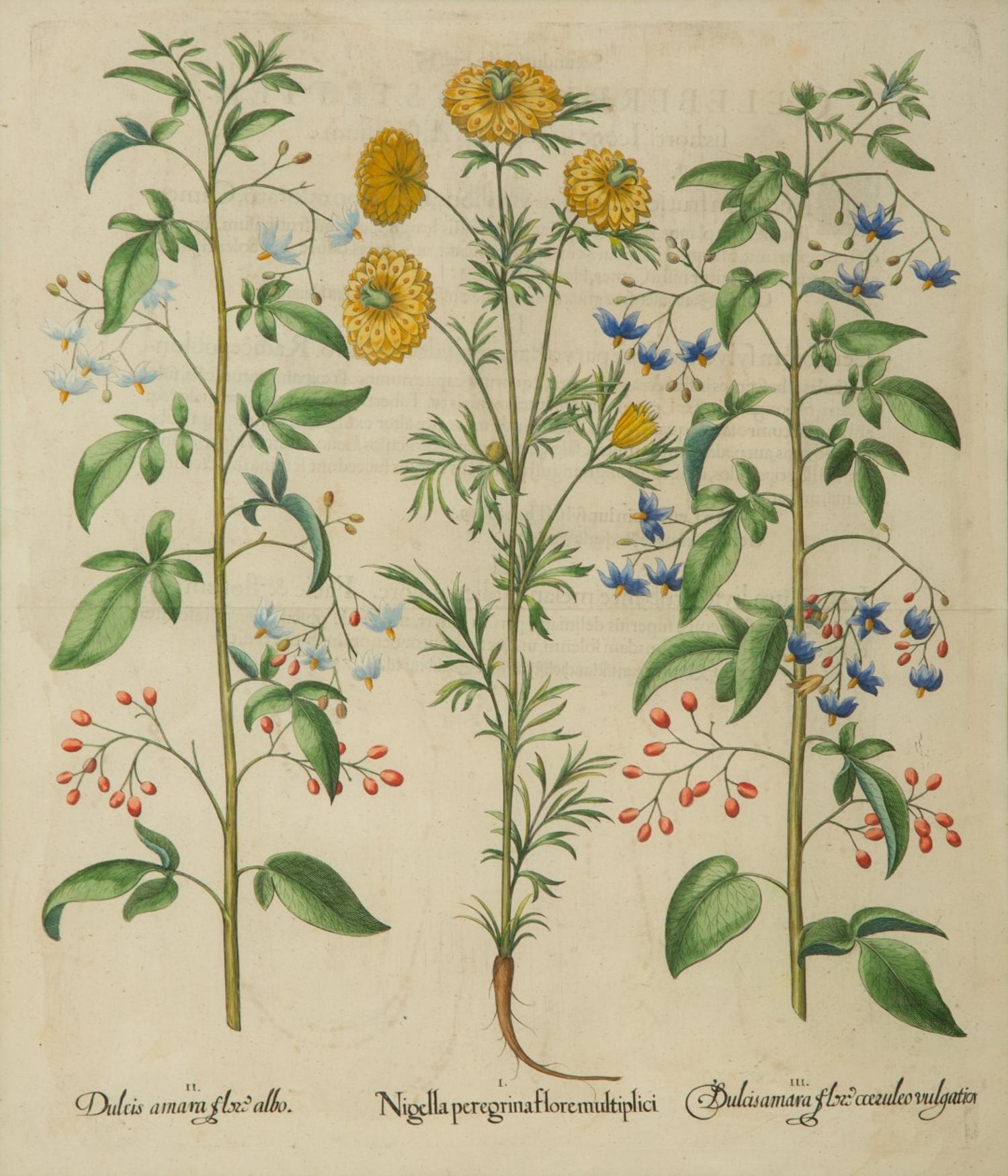 A Set of Six Hand-Colored Botanical Engravings After Basilius Besler (German, 1561-1629) — 19TH CENTURY