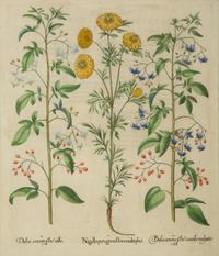 A Set of Six Hand-Colored Botanical Engravings After Basilius Besler (German, 1561-1629) — 19TH CENTURY