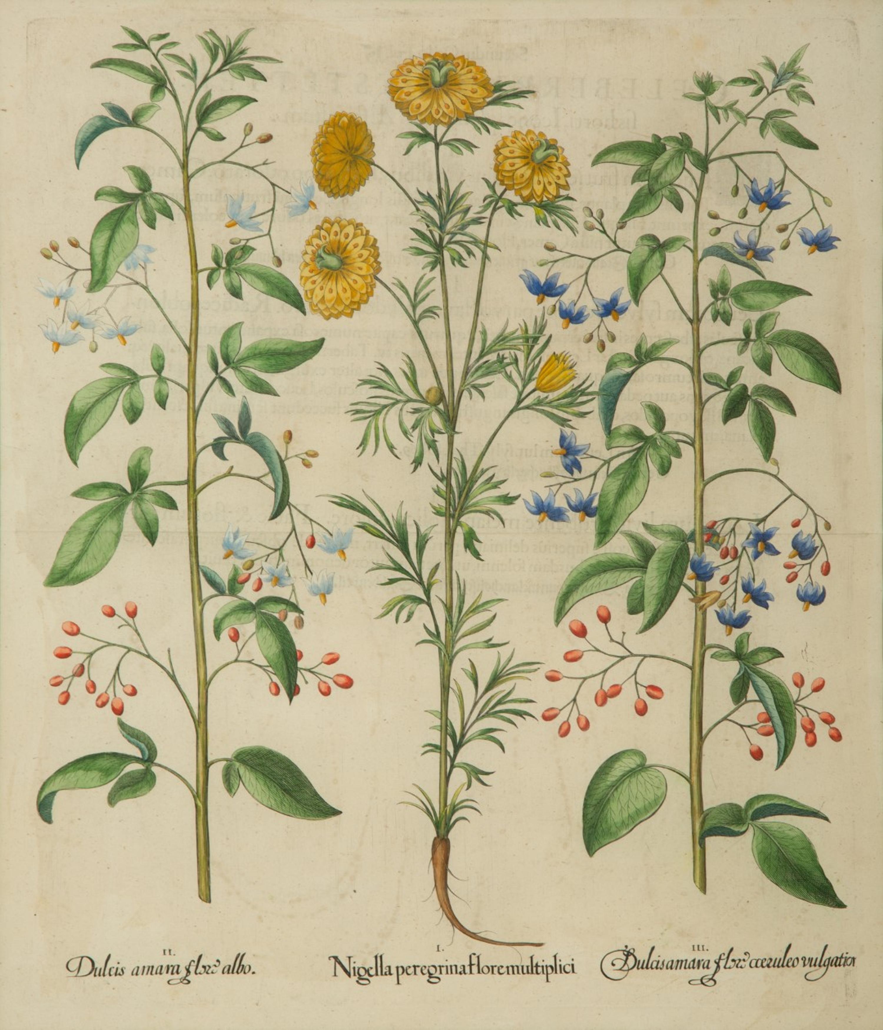 A Set of Six Hand-Colored Botanical Engravings After Basilius Besler (German, 1561-1629) — 19TH CENTURY