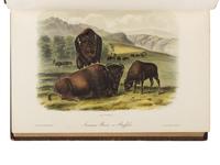 AUDUBON, John James (1785-1851) and John BACHMAN (1790-1874). The Quadrupeds of North America . New York: V.G. Audubon, 1849, 1851, 1854.