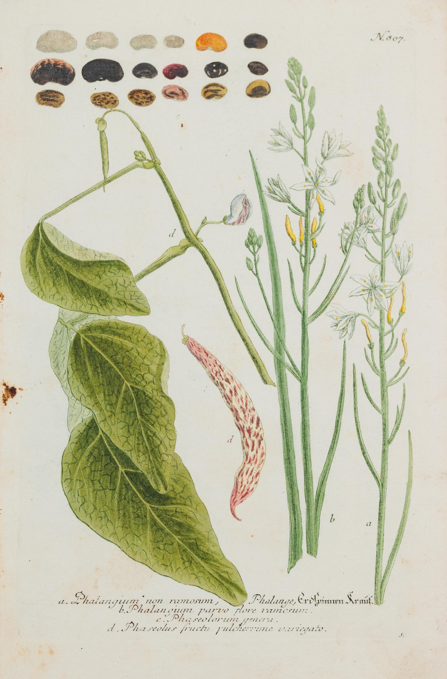 A Group of Six Hand-Colored Botanical Engravings from Johann Weinmann's Phytanthoza Iconographia — CIRCA 1740