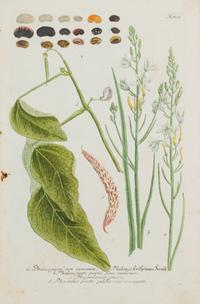 A Group of Six Hand-Colored Botanical Engravings from Johann Weinmann's Phytanthoza Iconographia — CIRCA 1740