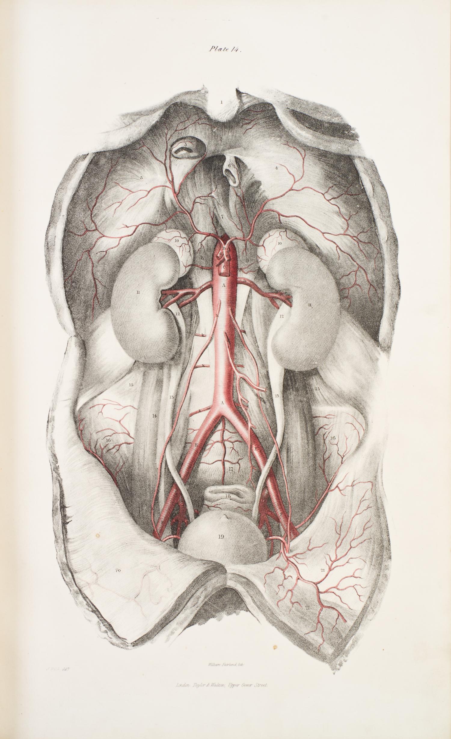 (ANATOMY) QUAIN, JONES AND ERASMUS WILSON, eds. The Vessels of the Human Body; in a Series of Plates... London, 1846. Part two of five.